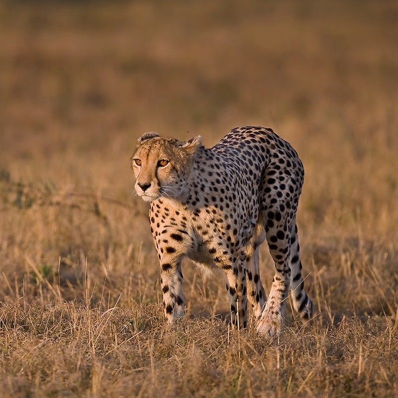 Ruaha-National-Park