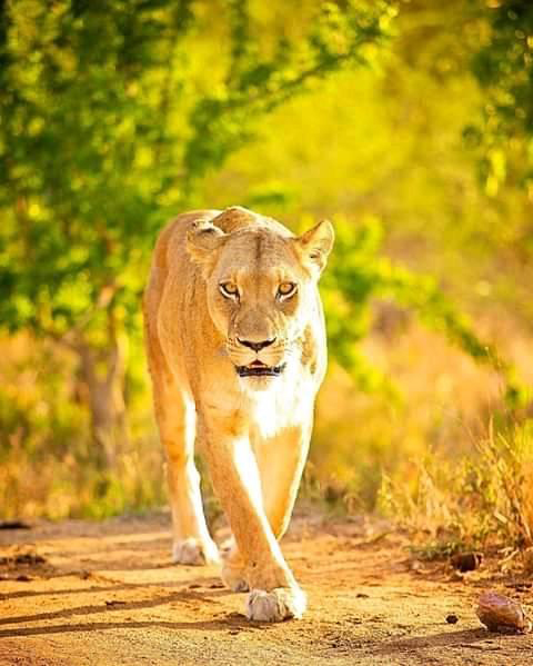 Ruaha