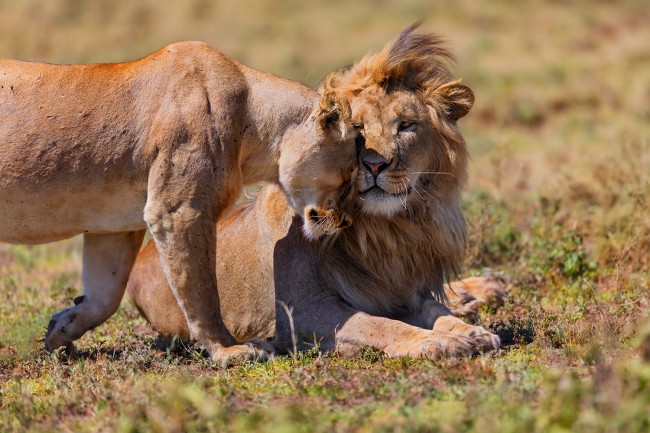 Ruaha