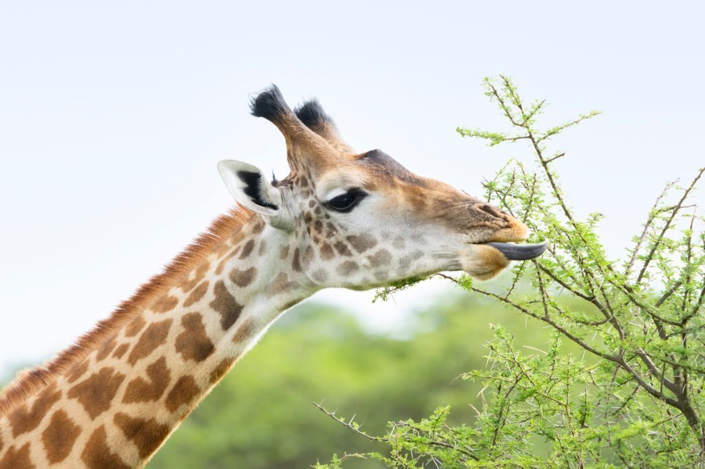 Ruaha