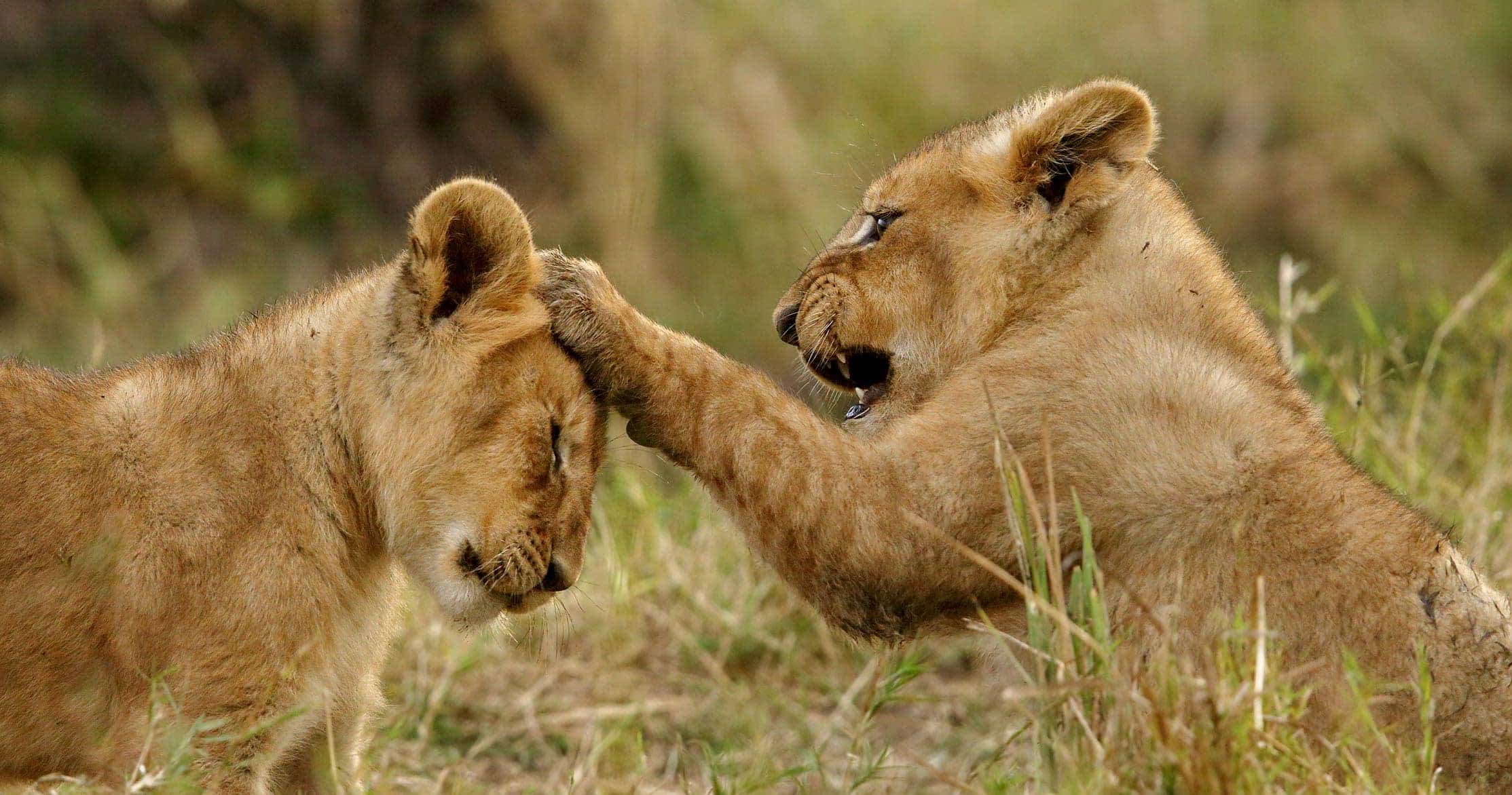 Ruaha
