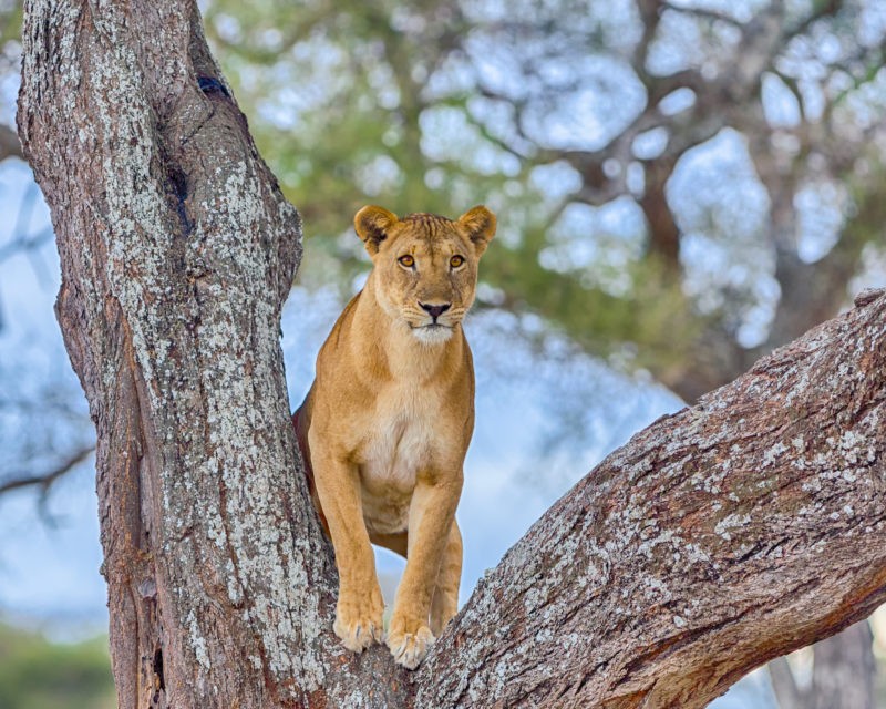 Ruaha